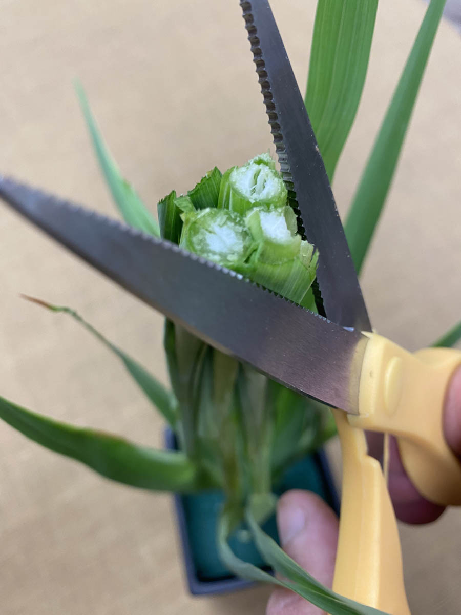 Figure 6 Trim the StemsTape-bound gladioli stems are further trimmed by floral designer.